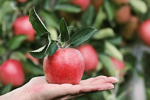 長野産リンゴ